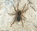 Pardosa_ZZXYX_F2123_Z_78_Les Gris_Frankrijk